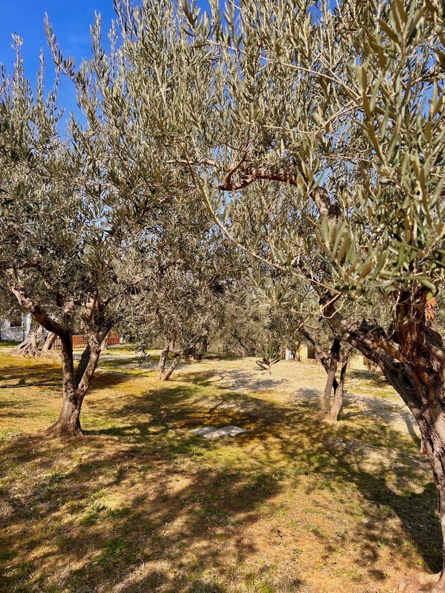 Vila Oasi Macerina Alanno Exteriér fotografie