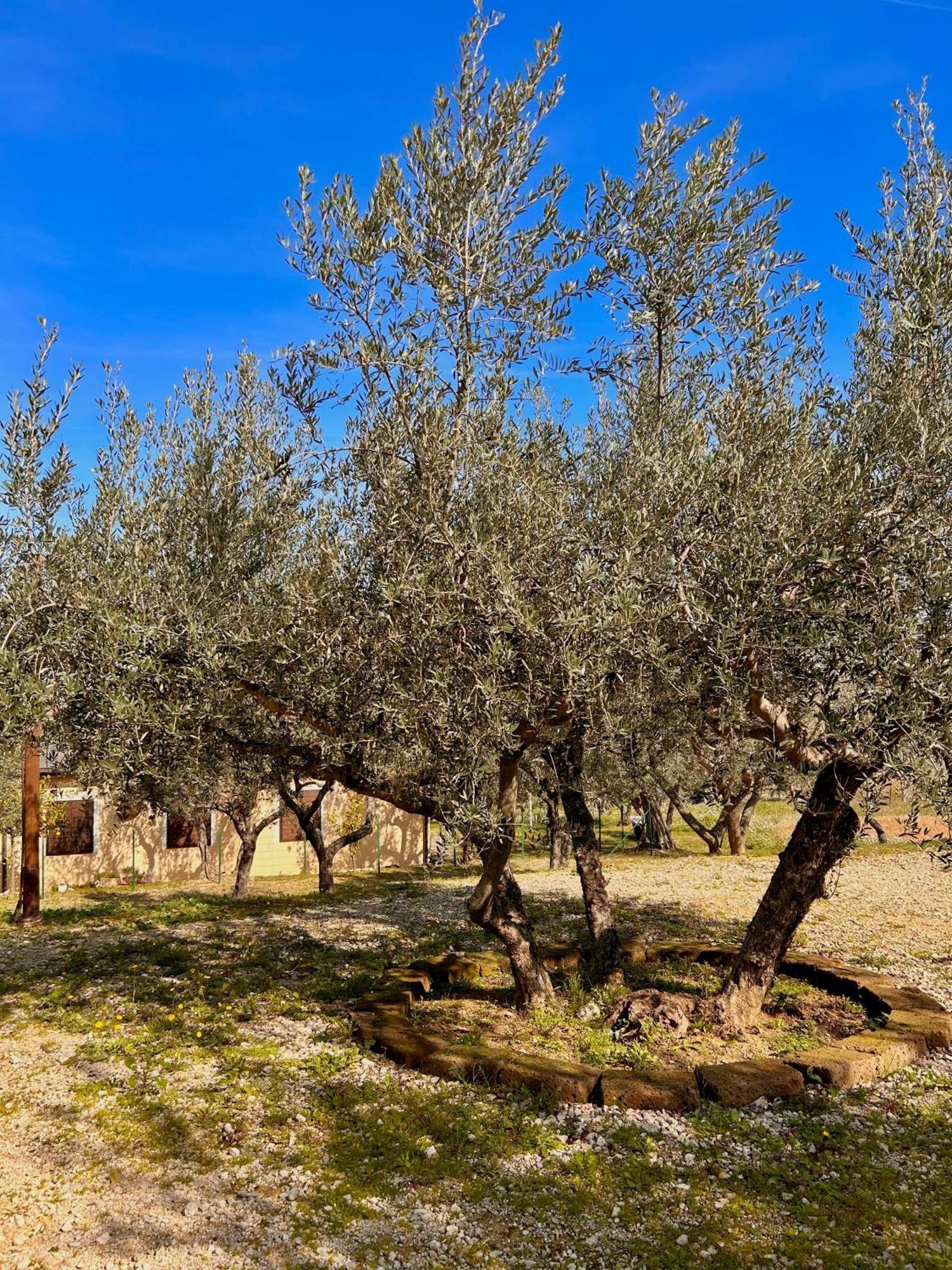 Vila Oasi Macerina Alanno Exteriér fotografie