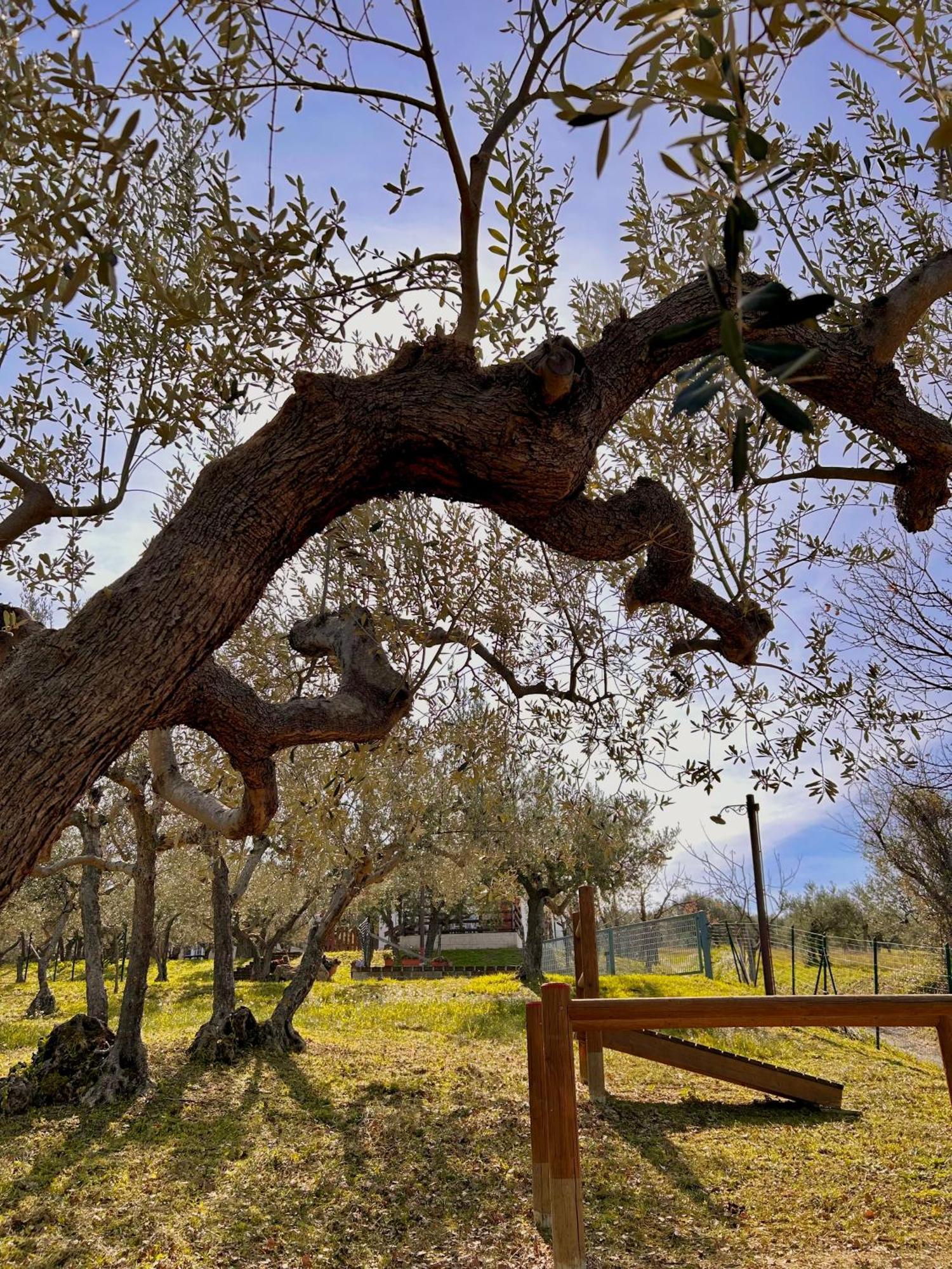 Vila Oasi Macerina Alanno Exteriér fotografie